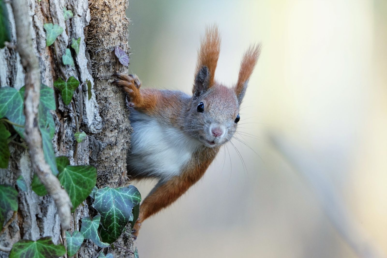 Eichhörnchen lugt hinter einem efeubewachsenen Baumstamm hervor