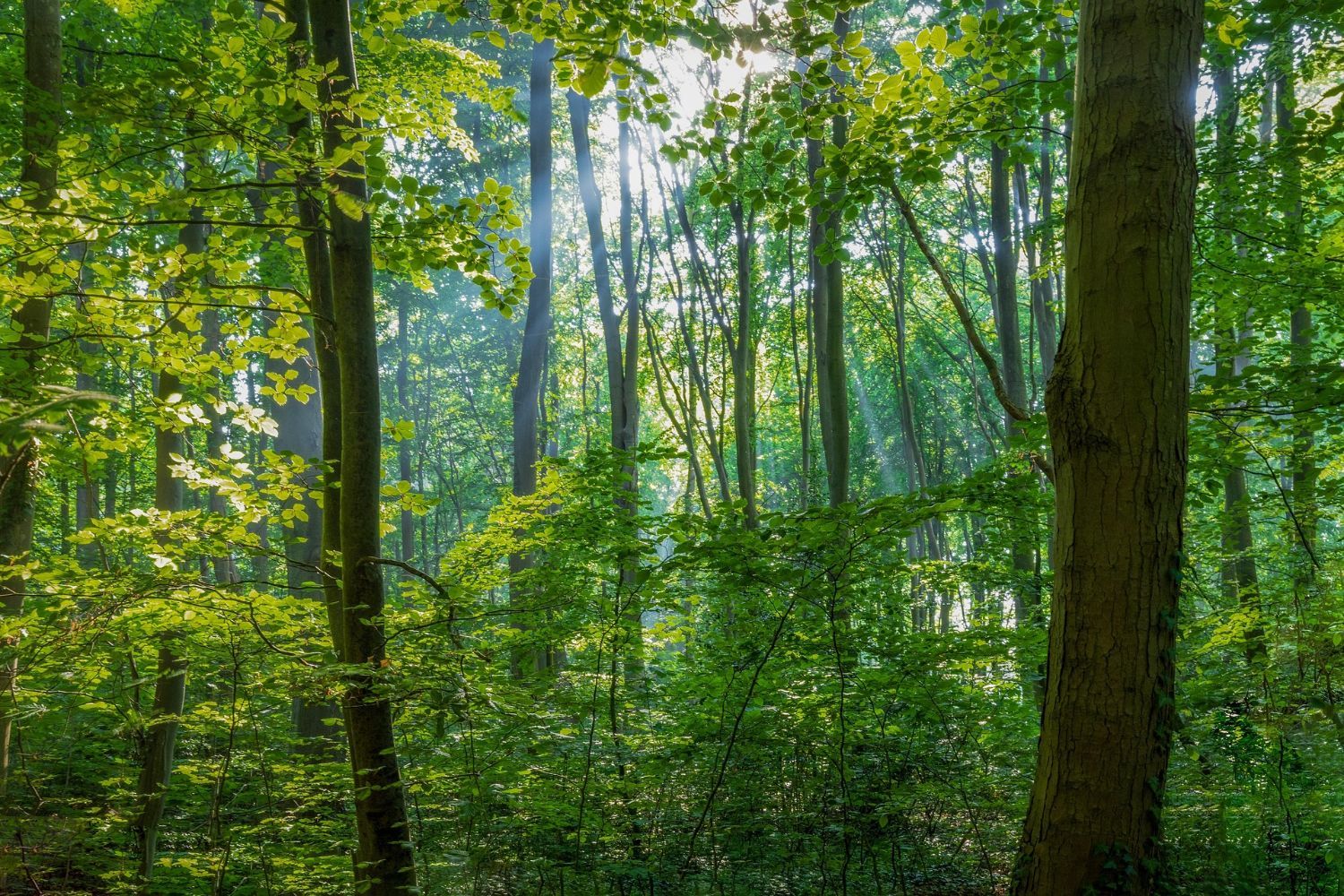 Wald im Spessart (Symbolbild)
